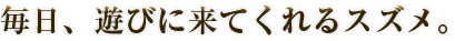 毎日、遊びに来てくれるスズメ。